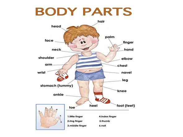 2. Describing People